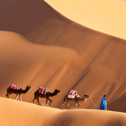 Sahara dunes with camels
